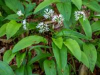 Bärlauch Blütenrispen leuchten im Wald